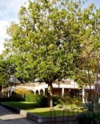 Nailsea Village Green